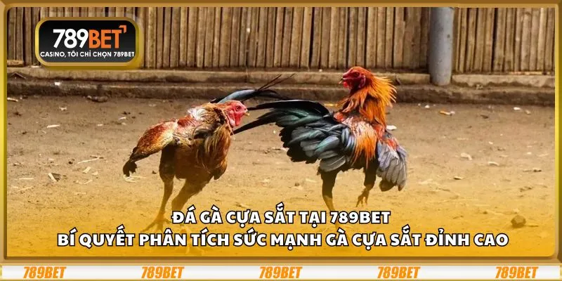 Đá gà cựa sắt tại 789Bet: Bí quyết phân tích sức mạnh gà cựa sắt đỉnh cao