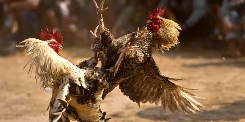 Đá gà cựa sắt tại 789Bet: Bí quyết phân tích sức mạnh gà cựa sắt đỉnh cao 2 Nắm vững cơ bản về đá gà cựa sắt