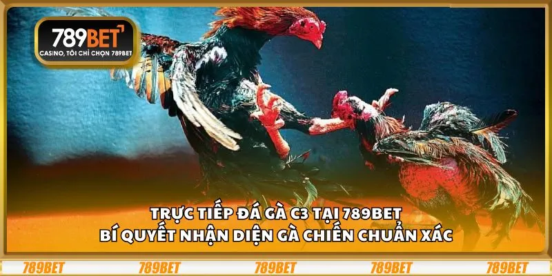 Trực tiếp đá gà C3 tại 789Bet: Bí quyết nhận diện gà chiến chuẩn xác