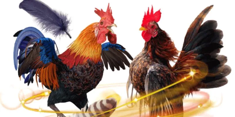 Mẹo để nhận diện gà chiến chính xác 