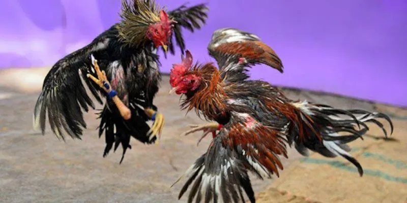 Các chiến lược trực tiếp đá gà c3 thông minh 